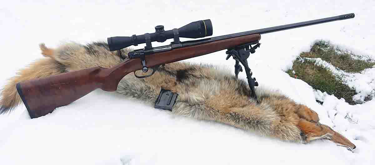 The CZ 527 with a coyote shot with a Hornady 40-grain V-MAX bullet.